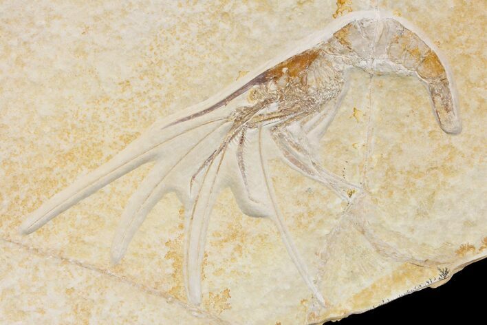 Large, Fossil Shrimp (Aeger) - Solnhofen Limestone #145227